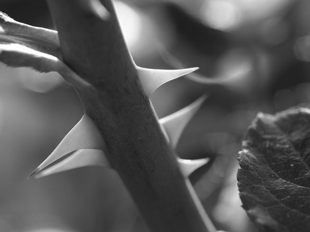 PA292583MONO.jpg